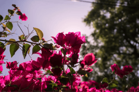Gestión del Cambio es como cultivar un jardín